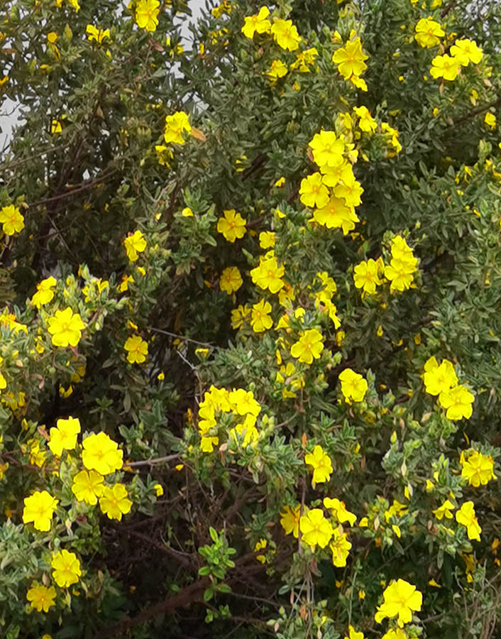 Halimium halimifolius photo